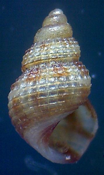 Alvania vermaasi ? ...parvula? ??